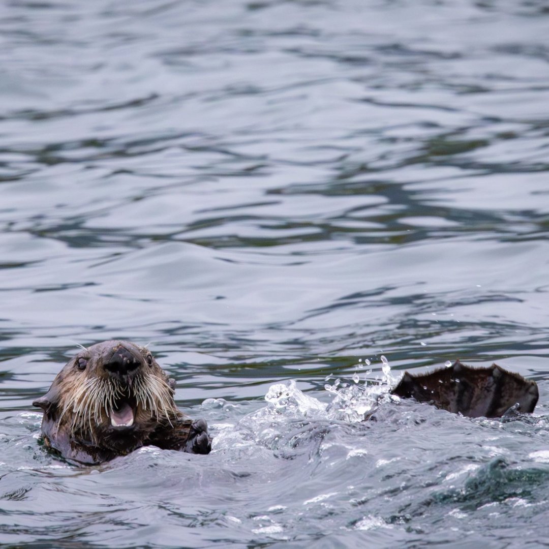 Wild First tweet media