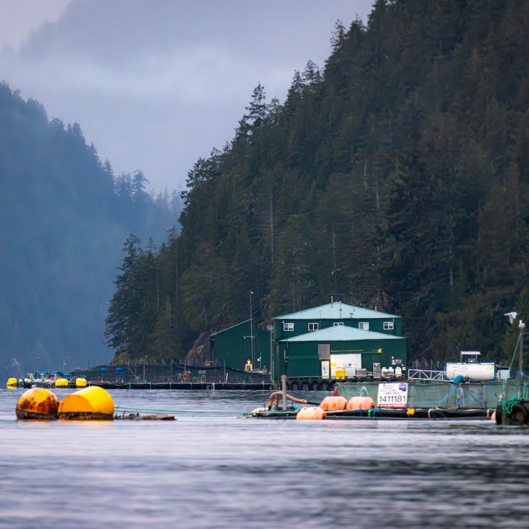 Wild First tweet media