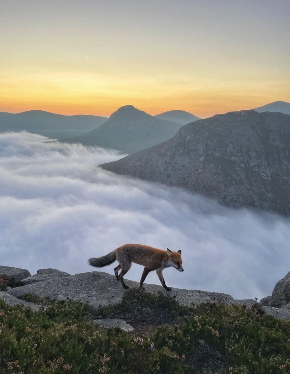 Old Fox's Advent Calendar. The Twenty-first Window. Midwinter morning &amp; Old Fox had vanished into the freezing fog, gone to the high furzed hills, where the hawks circle and call, gone to see the King all of Gold, gone to the stony place where few can follow and return, enfolded