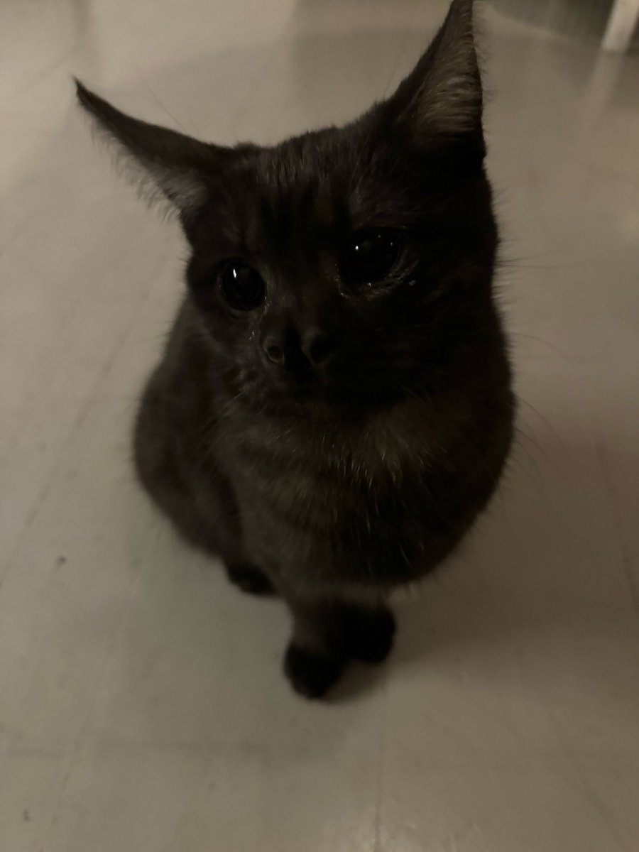 Batcat__sol's tweet photo. I do have a condition that makes my nose look batlike. Which is why I am special 😄
#batcat https://t.co/PvdYk9OXFQ