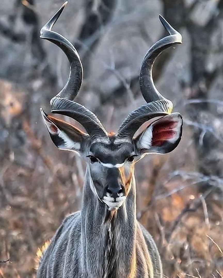 AMAZlNGNATURE's tweet image. A "Kudu" with its unique beauty.