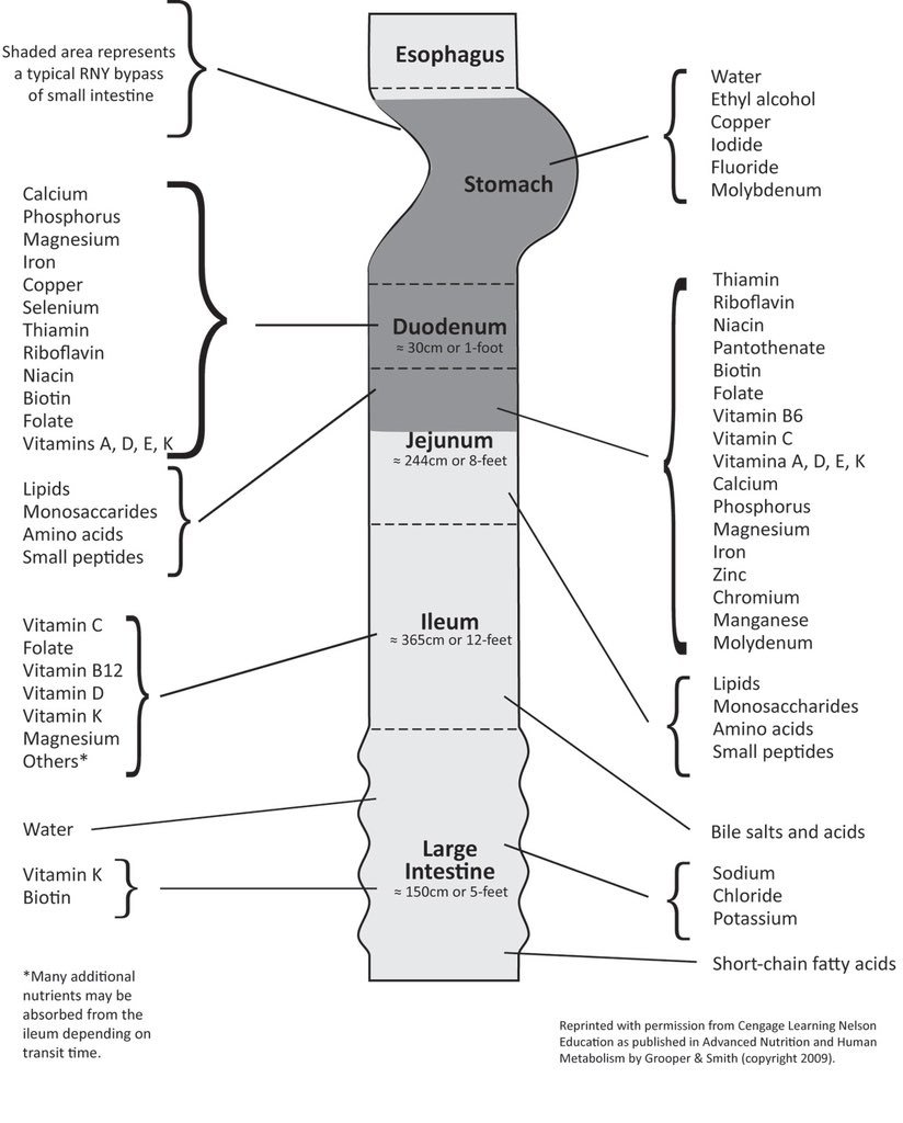 Sites of absorption of nutrients