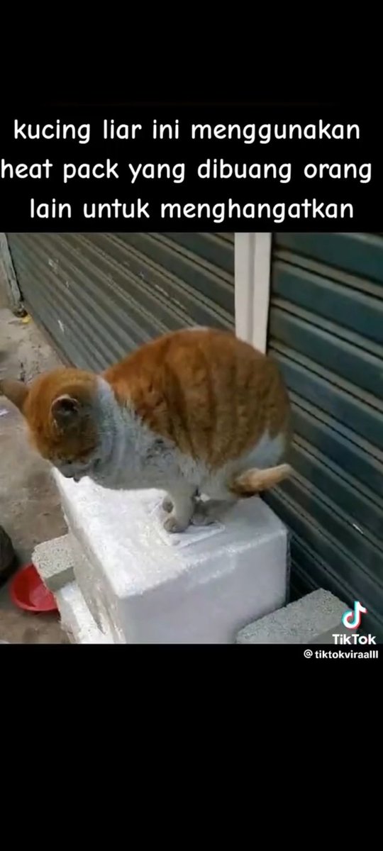 lalala_neconyan's tweet photo. 外にいる猫達は
捨てられたカイロにさえ必死にすがるほど
寒さの中、必死に生きています

『野良猫　寿命』でググって見てください
寿命、たった3年です

雨がふらないと水すら飲めず、空腹を紛らわす為、小石を飲み込んだりします

野良猫を見たら
どうか暖かく見守って欲しいです🙇‍♂ https://t.co/TZoCu2YkFT