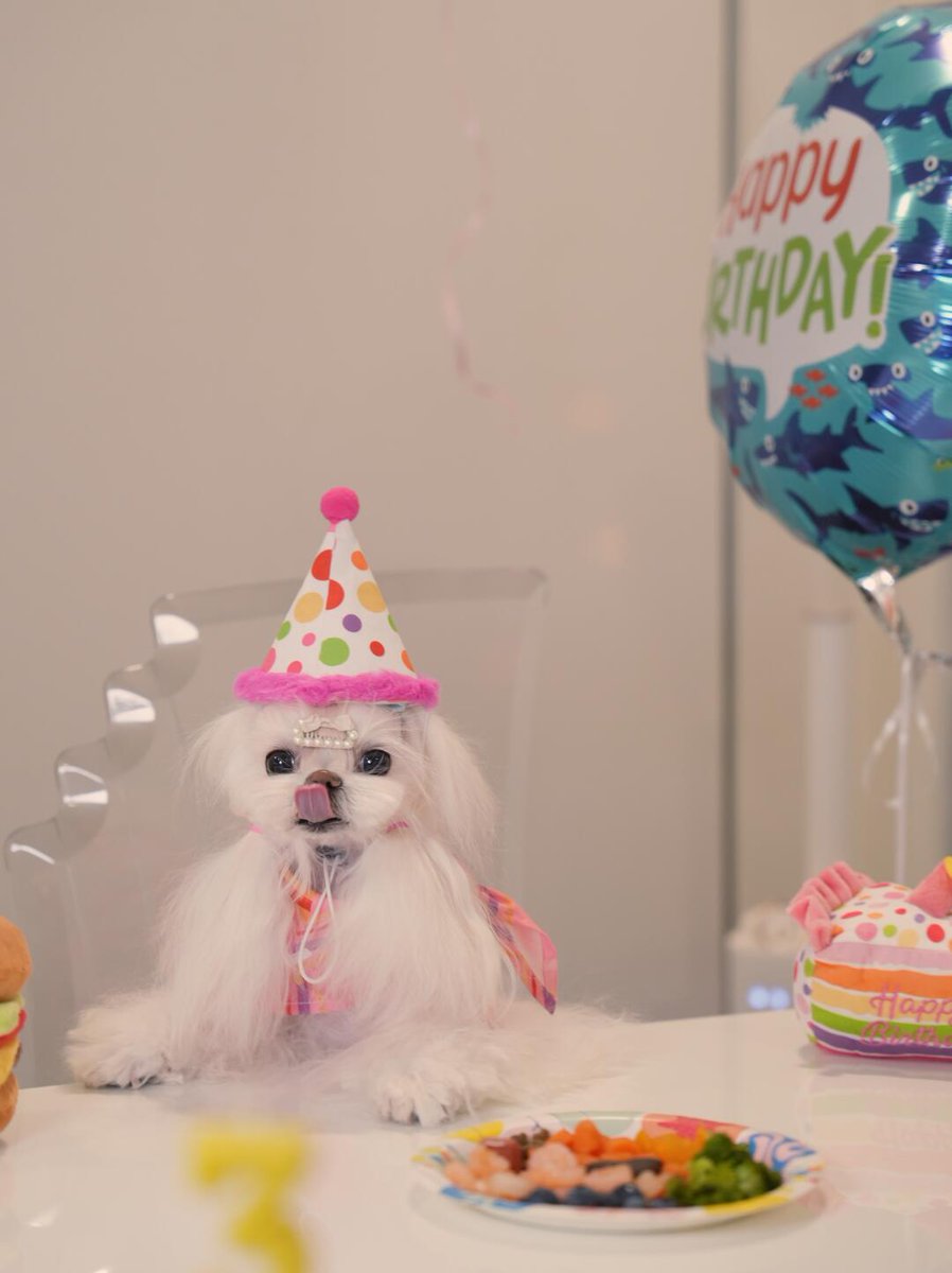 L___theused's tweet photo. Today is Kimi's third birthday🎂
Time flies.
We brought him home when he was two months old.
It's been almost three years since we've had him.
He has lived with us in the United States🇺🇸 for the past three years.
He has brought us so much happiness.
#DogBirthday #PuppyParty https://t.co/18FylzprTn