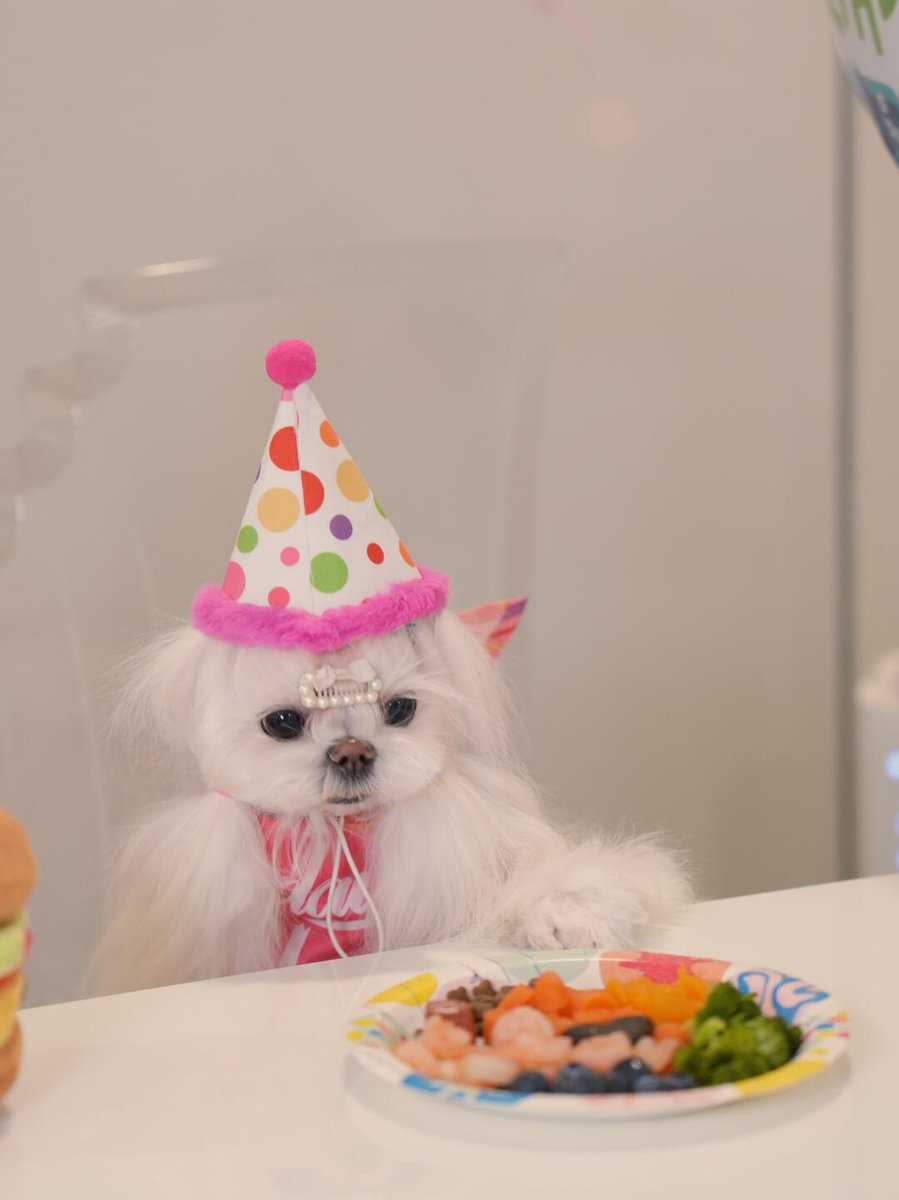 L___theused's tweet photo. Today is Kimi's third birthday🎂
Time flies.
We brought him home when he was two months old.
It's been almost three years since we've had him.
He has lived with us in the United States🇺🇸 for the past three years.
He has brought us so much happiness.
#DogBirthday #PuppyParty https://t.co/18FylzprTn