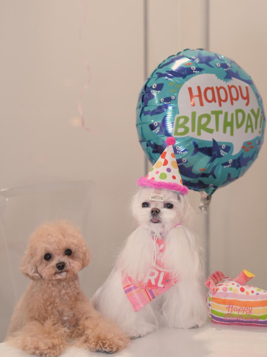 L___theused's tweet photo. Today is Kimi's third birthday🎂
Time flies.
We brought him home when he was two months old.
It's been almost three years since we've had him.
He has lived with us in the United States🇺🇸 for the past three years.
He has brought us so much happiness.
#DogBirthday #PuppyParty https://t.co/18FylzprTn