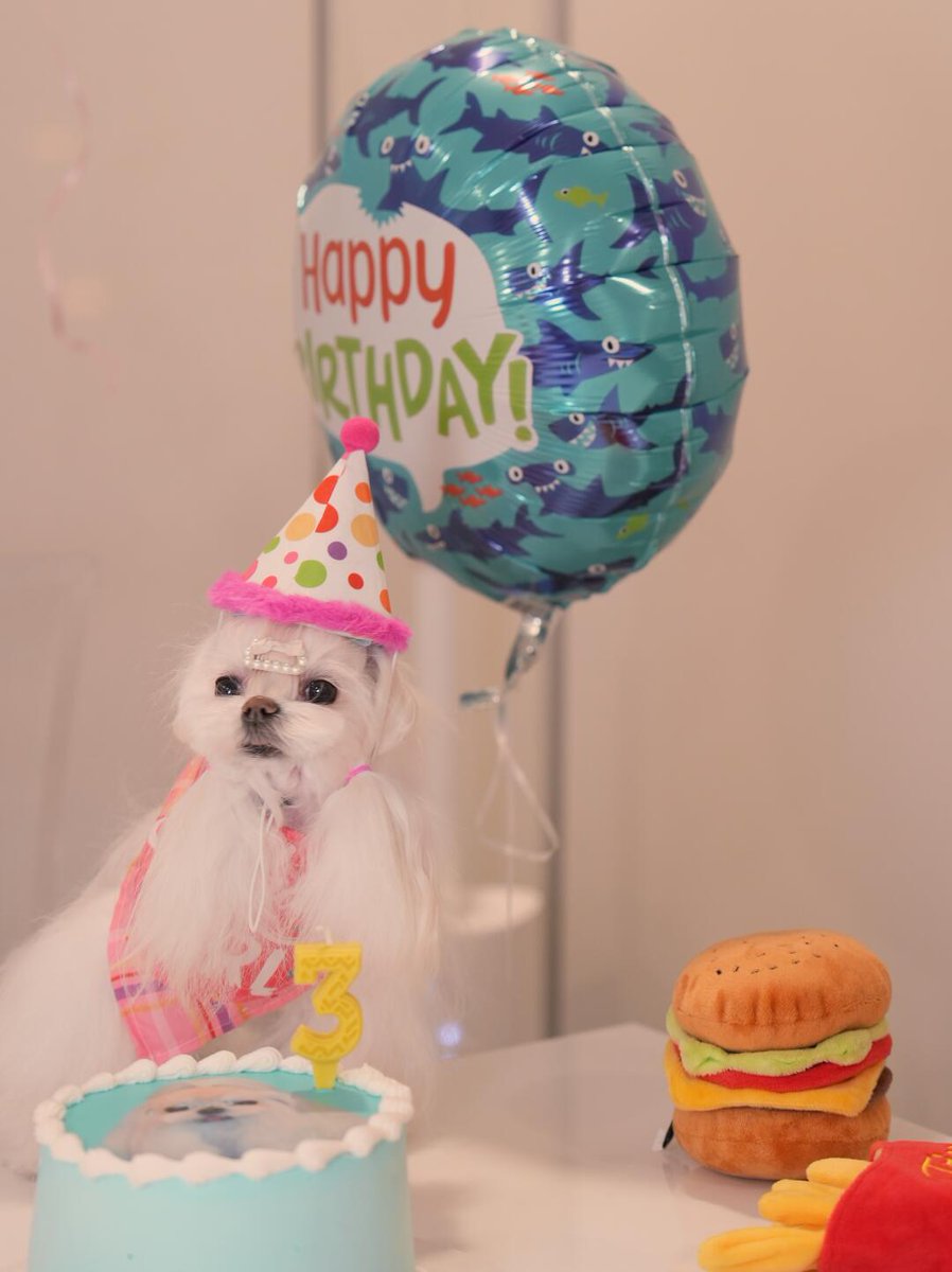 L___theused's tweet photo. Today is Kimi's third birthday🎂
Time flies.
We brought him home when he was two months old.
It's been almost three years since we've had him.
He has lived with us in the United States🇺🇸 for the past three years.
He has brought us so much happiness.
#DogBirthday #PuppyParty https://t.co/18FylzprTn