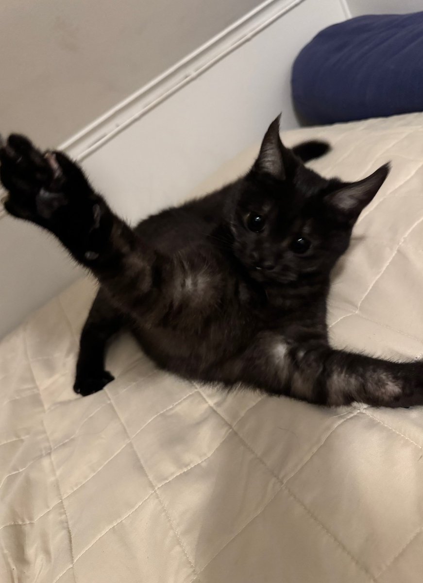 Batcat__sol's tweet photo. Nalle in her happy mood! 
#batcat https://t.co/1oWKj4q74l