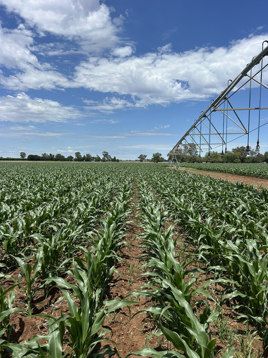 PAC629IT ten days apart  🌽🚀 <a href="/PacificSeeds/">Pacific Seeds</a>