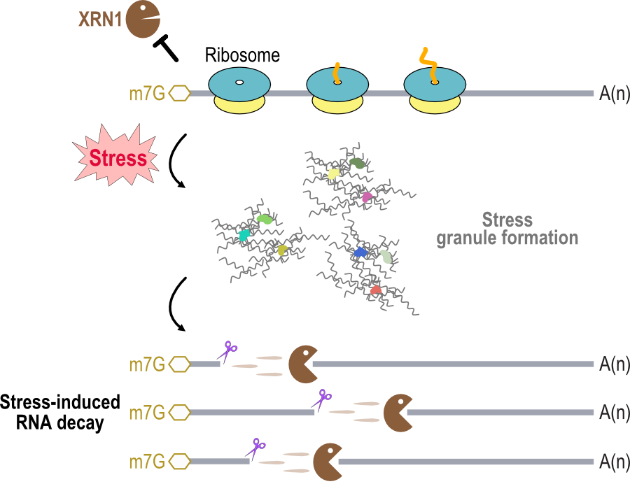 Manolis Maragkakis (@em_maragkakis) on Twitter photo Our paper out in <a href="/eLife/">eLife - the journal</a>. Full-length #nanopore RNA sequencing uncovers 5' #RNA shortening upon cellular #stress that depends on ✅ stress-granules and #XRN1 but ❌ not poly(A) or cap removal. elifesciences.org/articles/96284
🤔 useful to further reduce translational load during #ISR ? Our paper out in <a href="/eLife/">eLife - the journal</a>. Full-length #nanopore RNA sequencing uncovers 5' #RNA shortening upon cellular #stress that depends on ✅ stress-granules and #XRN1 but ❌ not poly(A) or cap removal. elifesciences.org/articles/96284
🤔 useful to further reduce translational load during #ISR ?