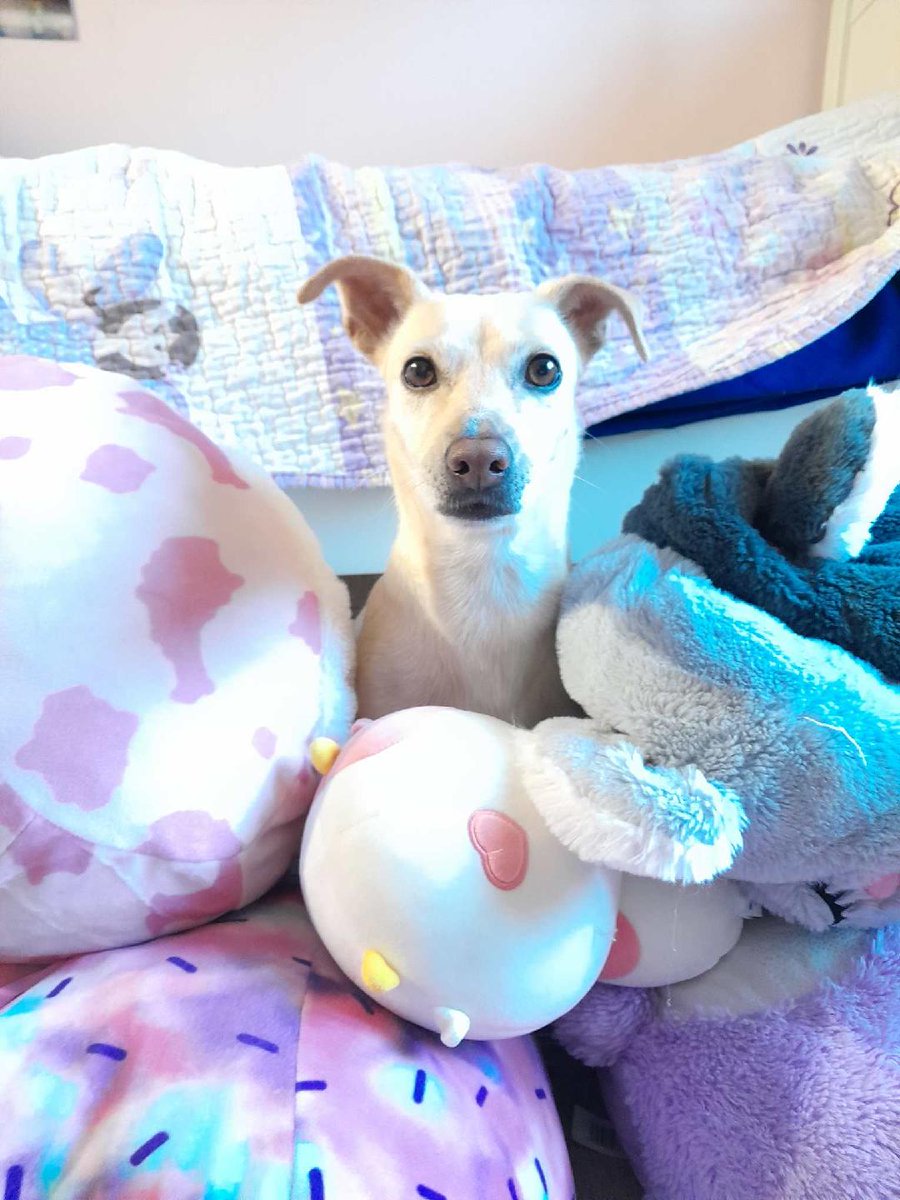 Pals! It's a pawmergency 🤯😯!!!! 🐾 My hoosis 👩 💕 though dat it would be funny 🤣 to twap me here wif all dese stuffies 🧸😯! Send help ASAP! 🆘 🚁 🐕 💕 #DogsOfX #DogsOfTwitter  #GetMeOutOfHere