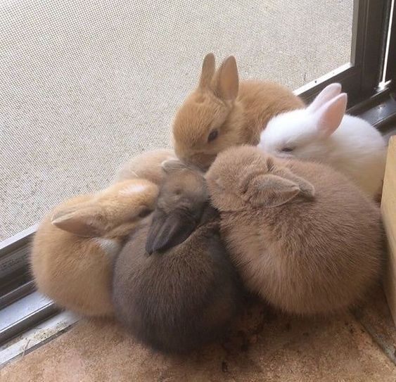 RabbitEveryHour's tweet photo. https://t.co/L5LuTjemUh