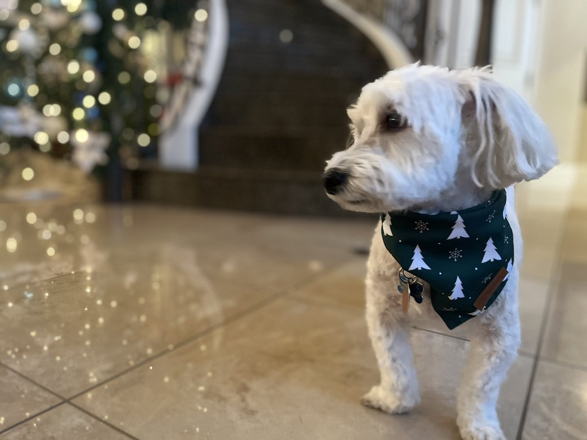 SirBailey2's tweet photo. Party Pictures!!! 🎉🎉🎉 Rosie hers had to be on a leash. Before Chloe (hers hast to hold Rosie all the’s party) hers even arrived, Rosie hers escaped 2 times 😳 An it’s was raining. An Mommy an Daddy thems were scared. We’s all love baby sister Rosie 💚🐶🐾 #partydogs #dogsoftwitter #dogsofx #adogslife #doggo An them’s Mommy an Daddy. Daddy hims shirt dried. From chasing Rosie in the’s rain.