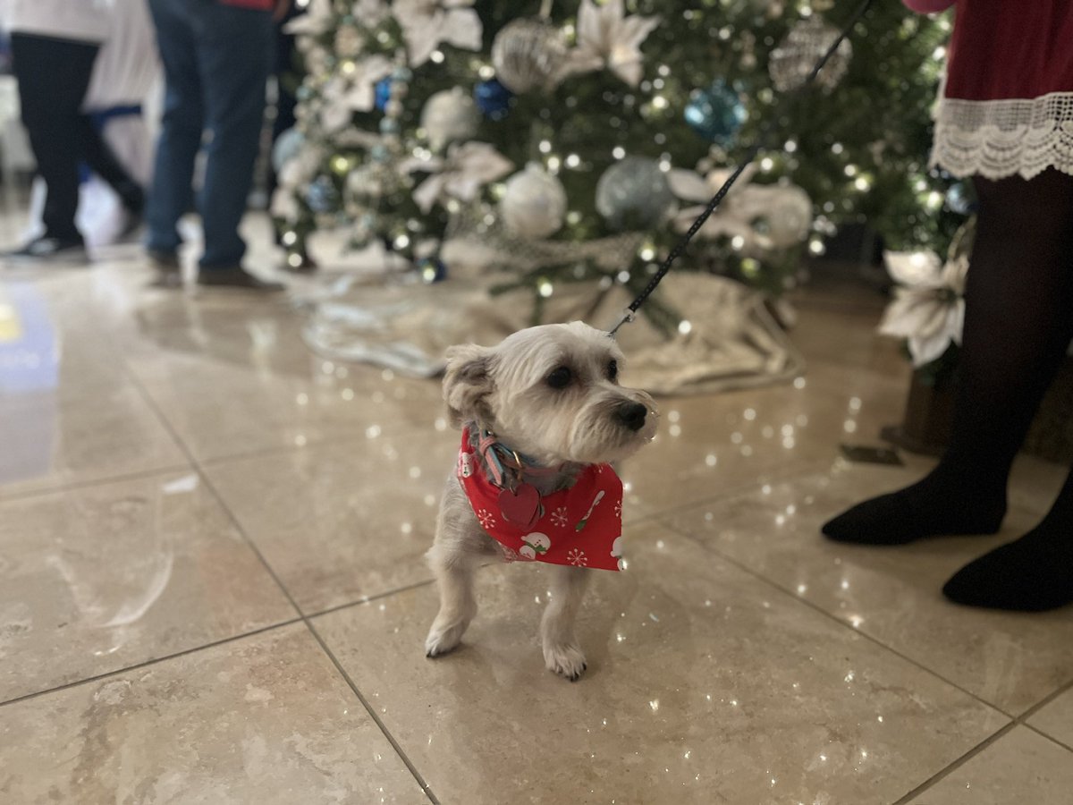 SirBailey2's tweet photo. Party Pictures!!! 🎉🎉🎉 Rosie hers had to be on a leash. Before Chloe (hers hast to hold Rosie all the’s party) hers even arrived, Rosie hers escaped 2 times 😳 An it’s was raining. An Mommy an Daddy thems were scared. We’s all love baby sister Rosie 💚🐶🐾 #partydogs #dogsoftwitter #dogsofx #adogslife #doggo An them’s Mommy an Daddy. Daddy hims shirt dried. From chasing Rosie in the’s rain.