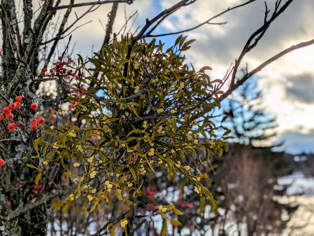 幸運を呼ぶヤドリギ（宿生木）】 落葉樹に寄生して水や栄養を吸収し