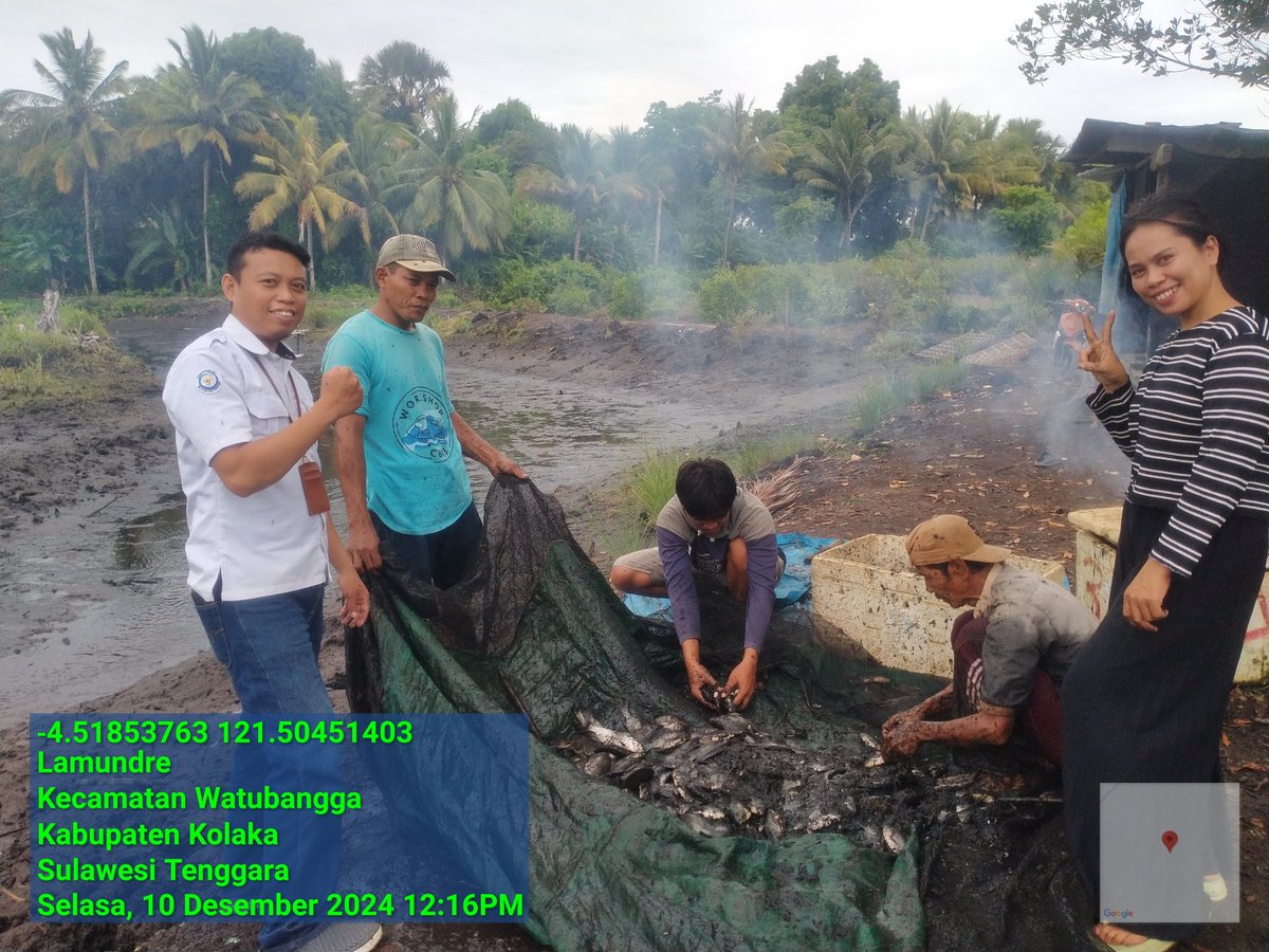 ashar_junianto's tweet photo. Selasa (10/12/2024), Ashar Junianto, S.Pi, Luhkan Kab. Kolaka, di Pokdakan Tambak Berjaya desa Wowoli Kec. Toari, panen Ikan Nila Salin, Tambak Tradisional, Sbnyk 150 kg, Luas 1 ha, size 5-7/kg harga Rp. 25.000/kg.

#GiatLuhkanSatminkalMaros #Kolaka #Panen @BRPBAP3_Maros https://t.co/Vdtou59dgs