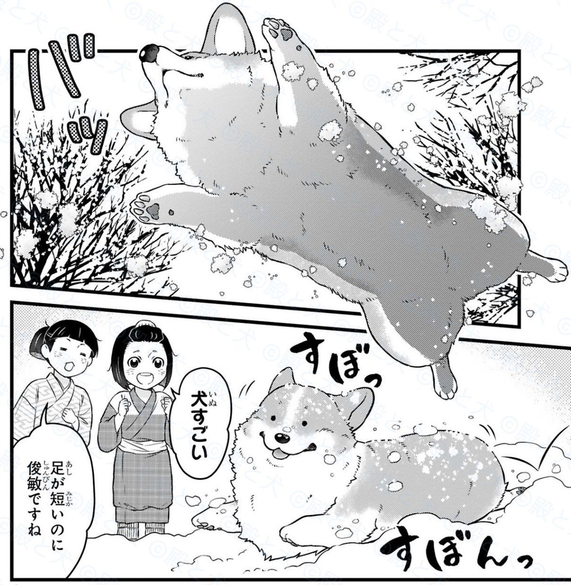 初めての雪とコーギー

すぼっ すぼんっ

#殿と犬🐶 
