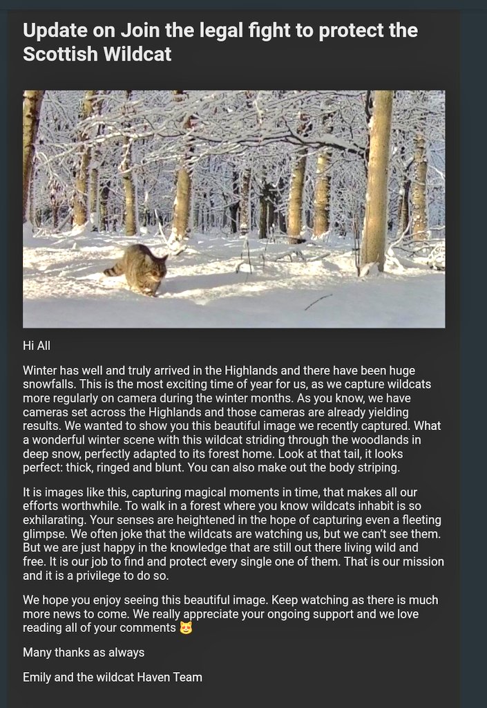 MeowMiya88's tweet photo. 📢🆘️🏴󠁧󠁢󠁳󠁣󠁴󠁿🚨🐈Save the Scottish Wildcat December Update❄🎄🙏 
https://t.co/jj122RIQ9N https://t.co/dBeTb60IvJ
