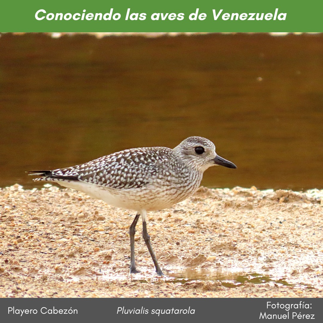 #ConociendolasavesdeVenezuela En humedales costeros, en los meses del invierno boreal,  podemos encontrar el #PlayeroCabezón #Pluvialis_squatarola, una especie migratoria de distribución mundial. Foto <a href="/ManuCheff/">Manuel Pérez</a>. Ver más: instagram.com/p/DDzQJQUODNP/…