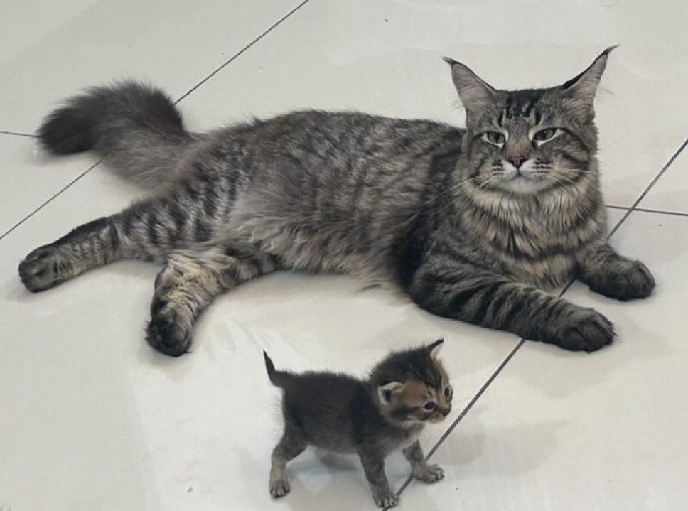 Punch Cat tweet media