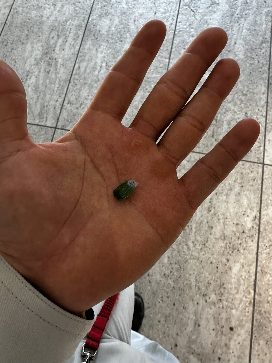 km03281's tweet photo. ポッケに豆入ってるやん思って出してみたらカメムシやったわ。
洗濯（部屋干し）してすぐの服やから一回洗濯されたんやろなぁこいつ https://t.co/emCSTNlP0Z