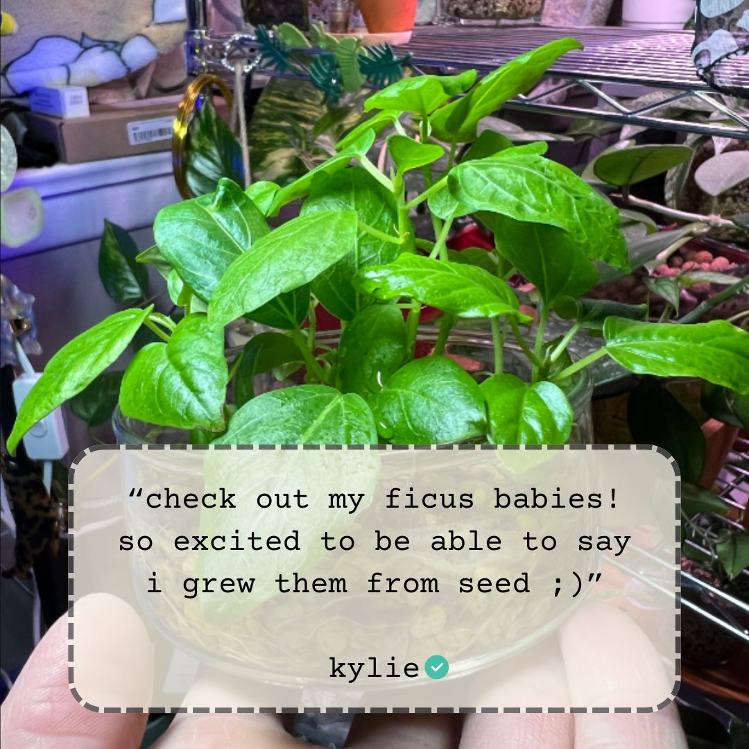 plantflix's tweet photo. Baby Ficus Altissima 💚 The seedlings just barely resemble the adult plants, but that resemblance continues to grow as the plants do! 🌱 #ficusaltissima #patientplanter #seedlings #babyplants #seedlings #plantparent #indoorjungle #planttips #plantjourney https://t.co/edzPLt1KQL