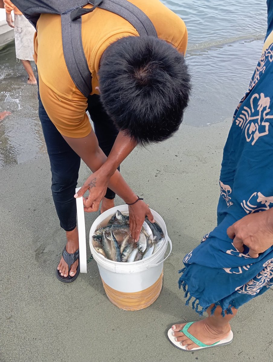 ansarullah670's tweet photo. Sabtu, 21/12/2024, Much Ansharullah luhkan Banggai, di KUB. Lumba Putih, Desa Petak melaporkan hasil tangkapan ikan Pelagis dengan Pancing Ulur, sebanyak 30kg, 15.000/kg
#GiatLuhkanSatminkalBitung
#BPPSDMKP
#PuslatluhKP
#BpppBitung
#Banggai
#luhlapor 
#Tangkap https://t.co/LsCJZlXjLD