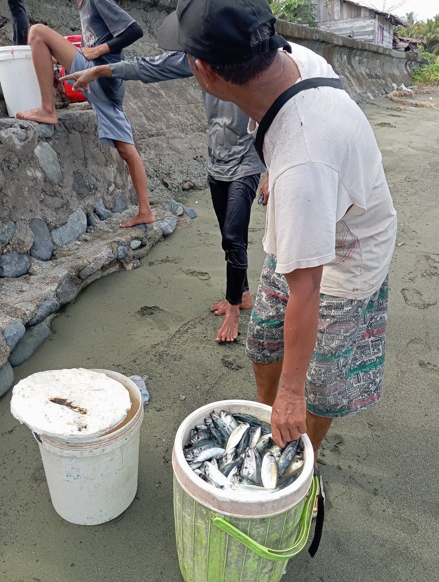 ansarullah670's tweet photo. Rabu, 14/12/2024, Much Ansharullah luhkan Banggai, di KUB. Bersatu, Desa Pakowa Bunta, melaporkan hasil tangkapan ikan Domersal dengan alat gillnet dasar, sebanyak 20kg, 10.000/kg
#GiatLuhkanSatminkalBitung
#BPPSDMKP
#PuslatluhKP
#BpppBitung
#Banggai
#luhlapor 
#Tangkap https://t.co/E9Ms2oKv2E