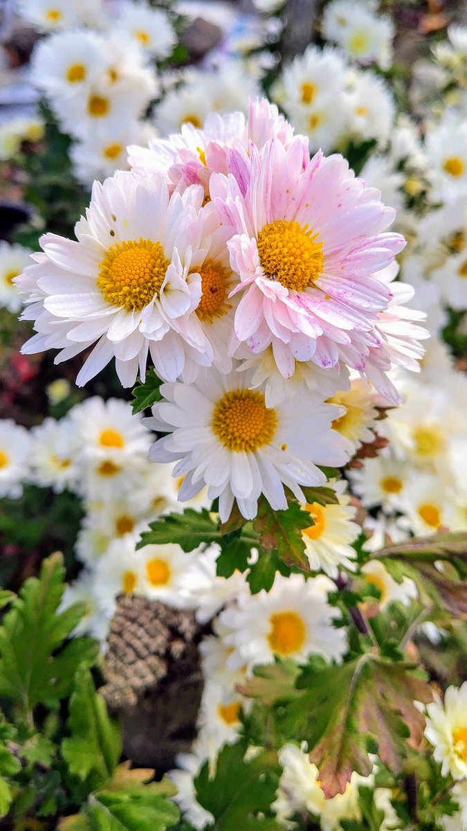 今日も、冬晴れの日です。日向は、ポカポカして、暖かいです。又、庭に咲いている菊の花、撮りました。