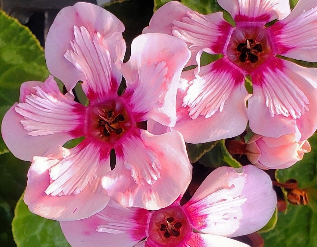 シクラメン🌺新品種イリュージアは大きな花で上を向いています🌸
(*´○`)o¶幸せは雲の上に♪
幸せは空の上に……😆
今日も上を向いて歩こう🌞𝄞⨾𓍢ִ໋♬⋆.˚𝄢ᡣ𐭩