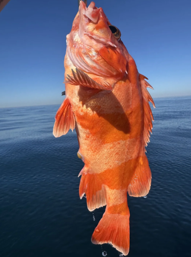 FredaOnlyL's tweet photo. Get away from the hustle and bustle of the city and embark on a journey to a fishing paradise where you can enjoy a peaceful fishing time with only rippling water and fish playing around.#fishing https://t.co/GC43Je0eAU