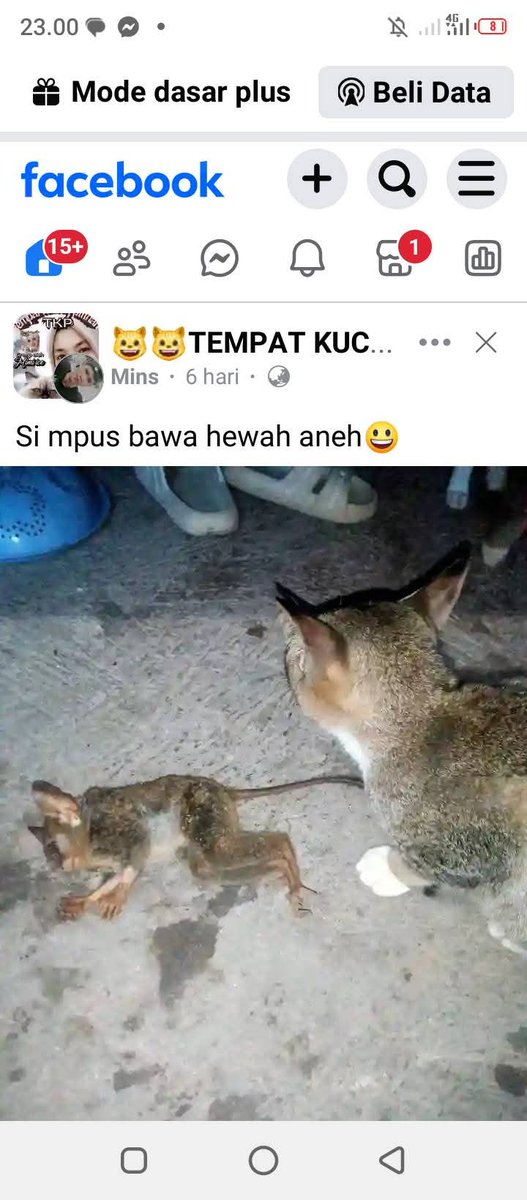 troodonvet's tweet image. Kawan-kawan, saya perlu mengingatkan lagi klo kucing ini salah satu yg masuk ke daftar 100 SPESIES INVASIF TERBURUK DI DUNIA. Kucing peliharaan harus dipelihara indoor/diawasi klo nggak ya bisa mengancam keberlangsungan spesies lain seperti krabuku/tarsius ini...