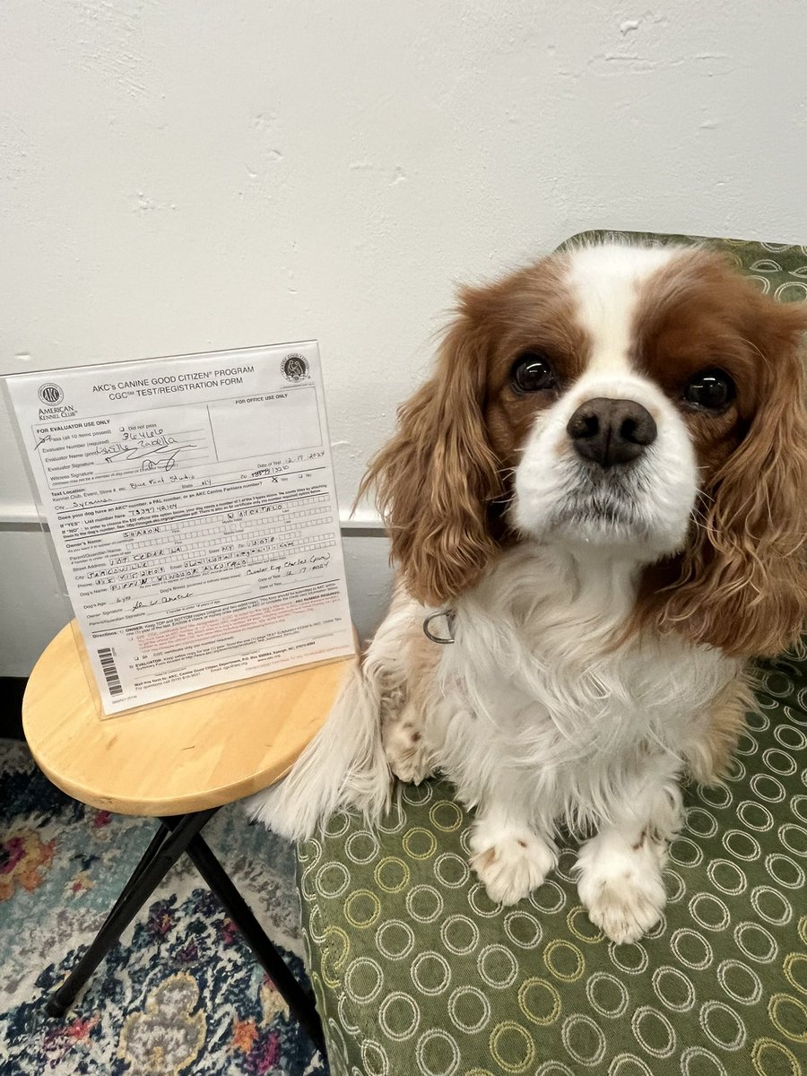 Pippin’s World: #CavPack Luv 🌈HooDad🌈Milo🌈Ms🌹 tweet media