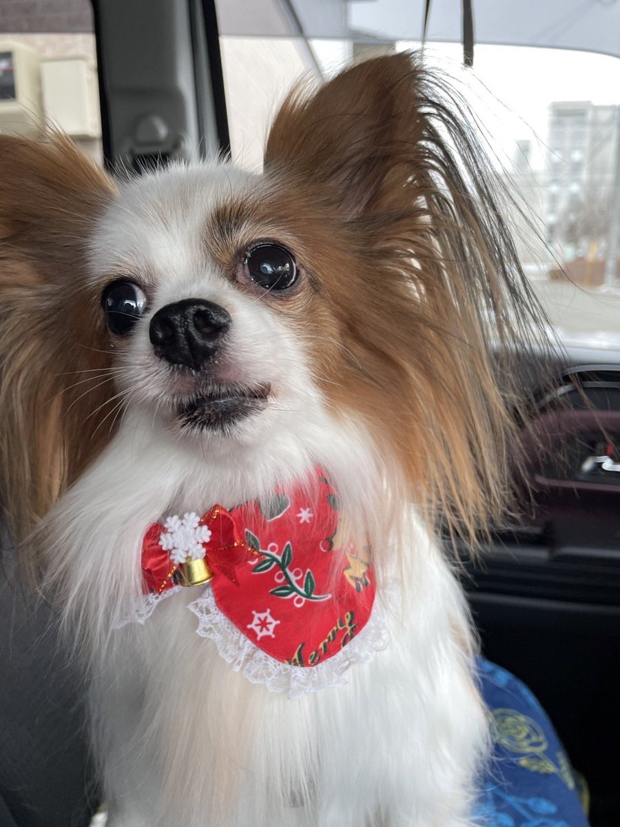 Pedalada37's tweet photo. トリミングからクリスマス仕様🐶
#パピヨン https://t.co/alhxApkBYp