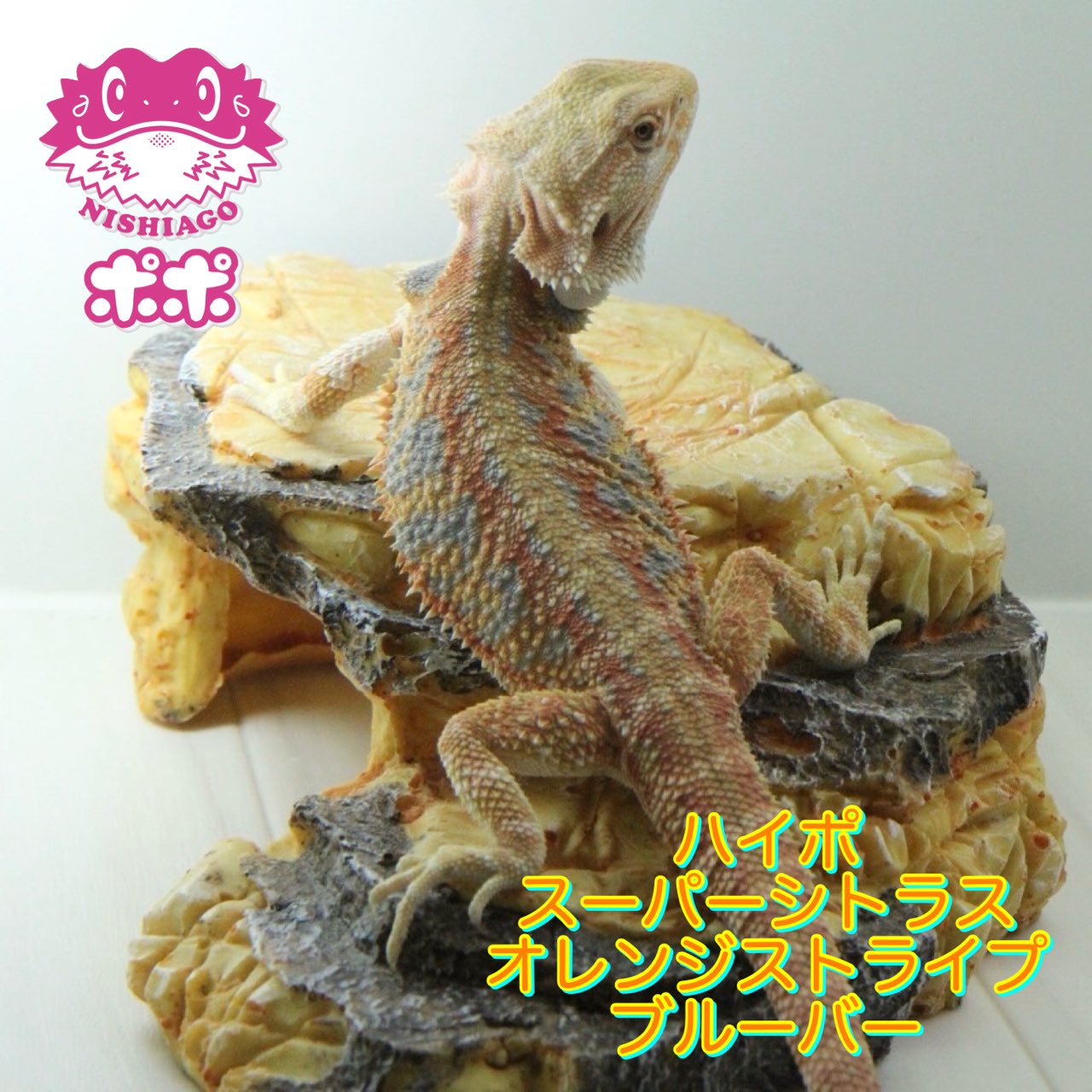 フトアゴ　 H.Nishi on X: 