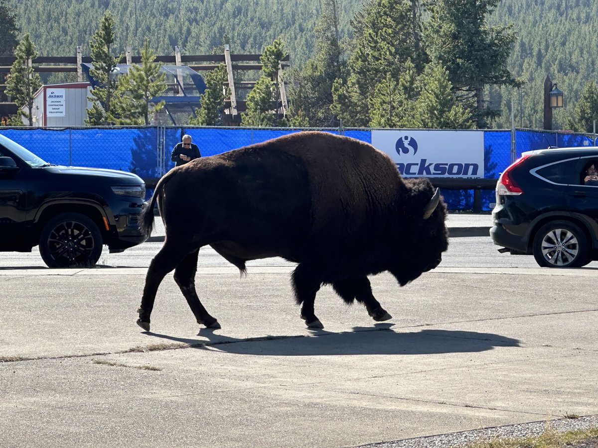 It’s Ferrari Friday with a side of buffalo. Happy holidays everyone 😊