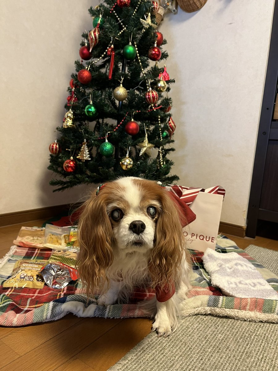 4Takei's tweet photo. Happy Birthday🎂✨ Berry💕

ベリー17歳になりました✨
今年4月、肺水腫になり後２日の命だと思われたベリーですが、こんなに回復してすごい生命力を持っていました。お誕生日を迎えられて本当に嬉しい☺️
ベリーおめでとう🎊これからもずっとずーっと大好き💕 https://t.co/NFxGVt3w9b