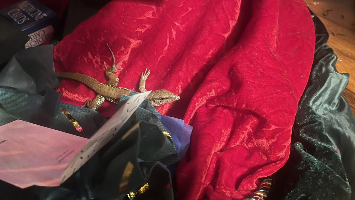 Arielle Castillo tweet media