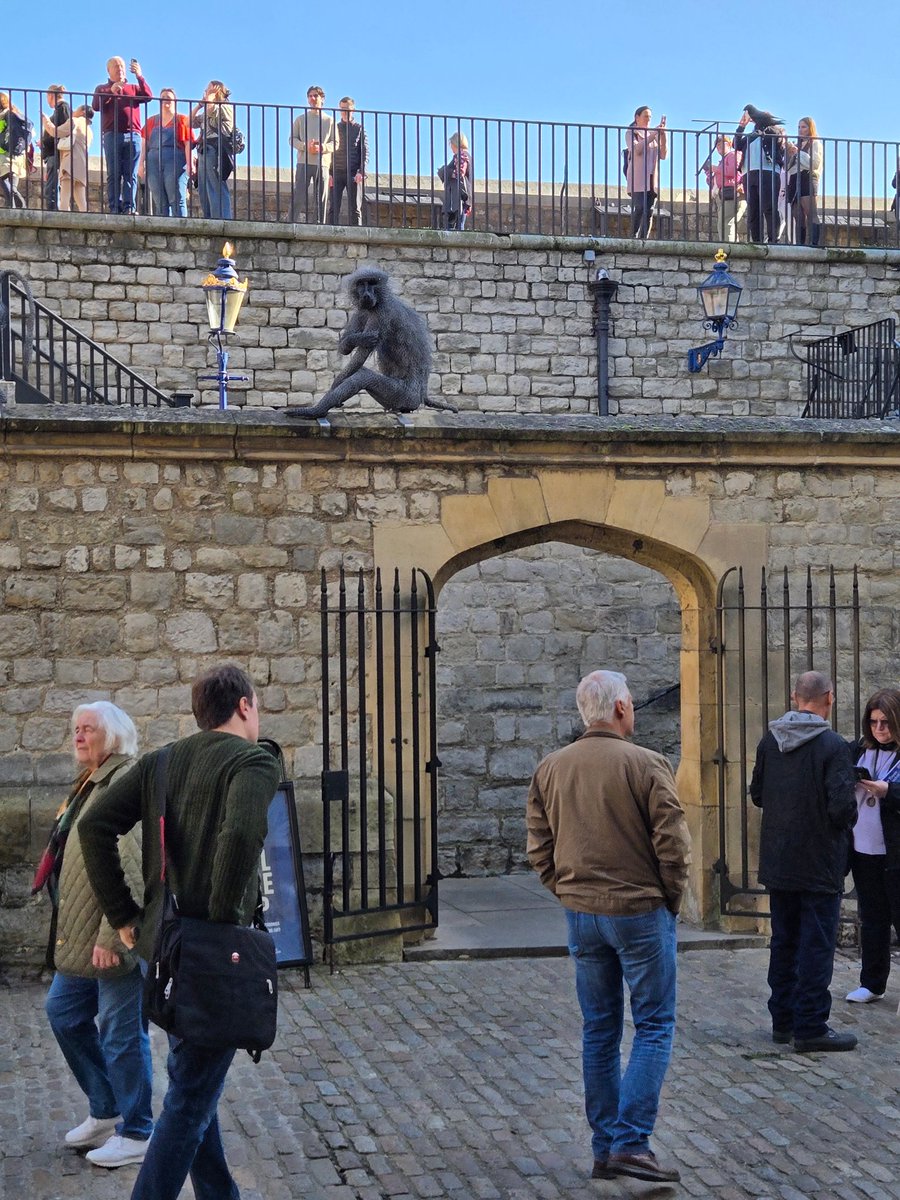 Monkey Spotting tweet media