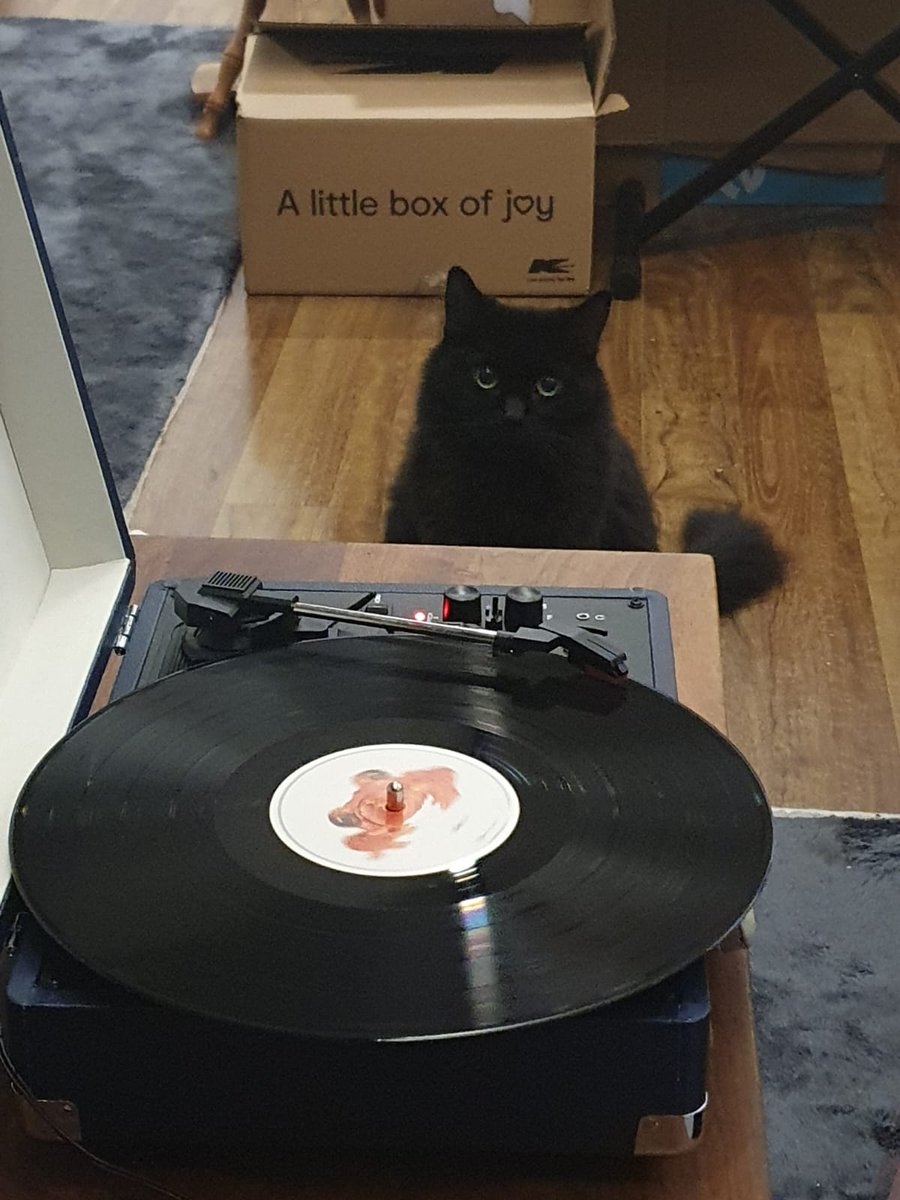avspook's tweet photo. Poko cat not sure about the spinning thing #Offspring #ChristmasPresents
#Silverchair #FrogStomp https://t.co/AcPDDoJg35