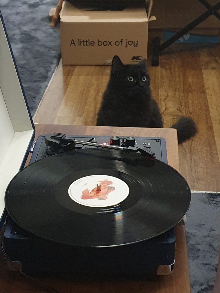 avspook's tweet photo. Poko cat not sure about the spinning thing #Offspring #ChristmasPresents
#Silverchair #FrogStomp https://t.co/AcPDDoJg35