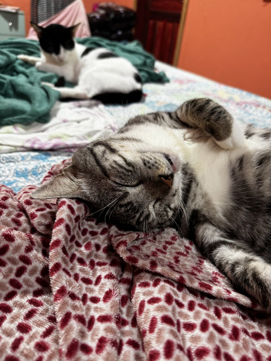 Boa noite Amicats do Salomão e do Salsichão que nem se lembram mais que dormiam nas ruas jogados e passavam fome, sede e eram maltratados por seres desumanos.