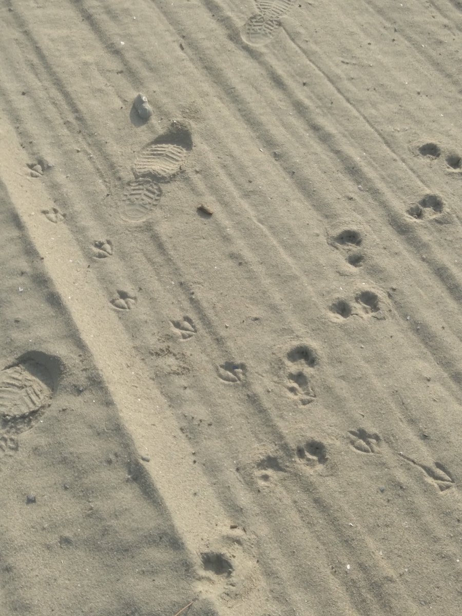 Big feet, little feet and birdfeet