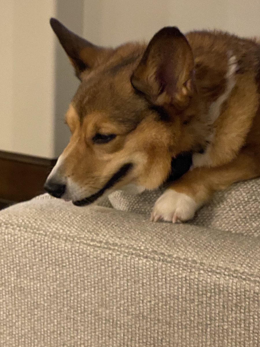 RubyCorgi's tweet image. Thoughts on “It’s A Wonderful Life” snooze magoozeeee.