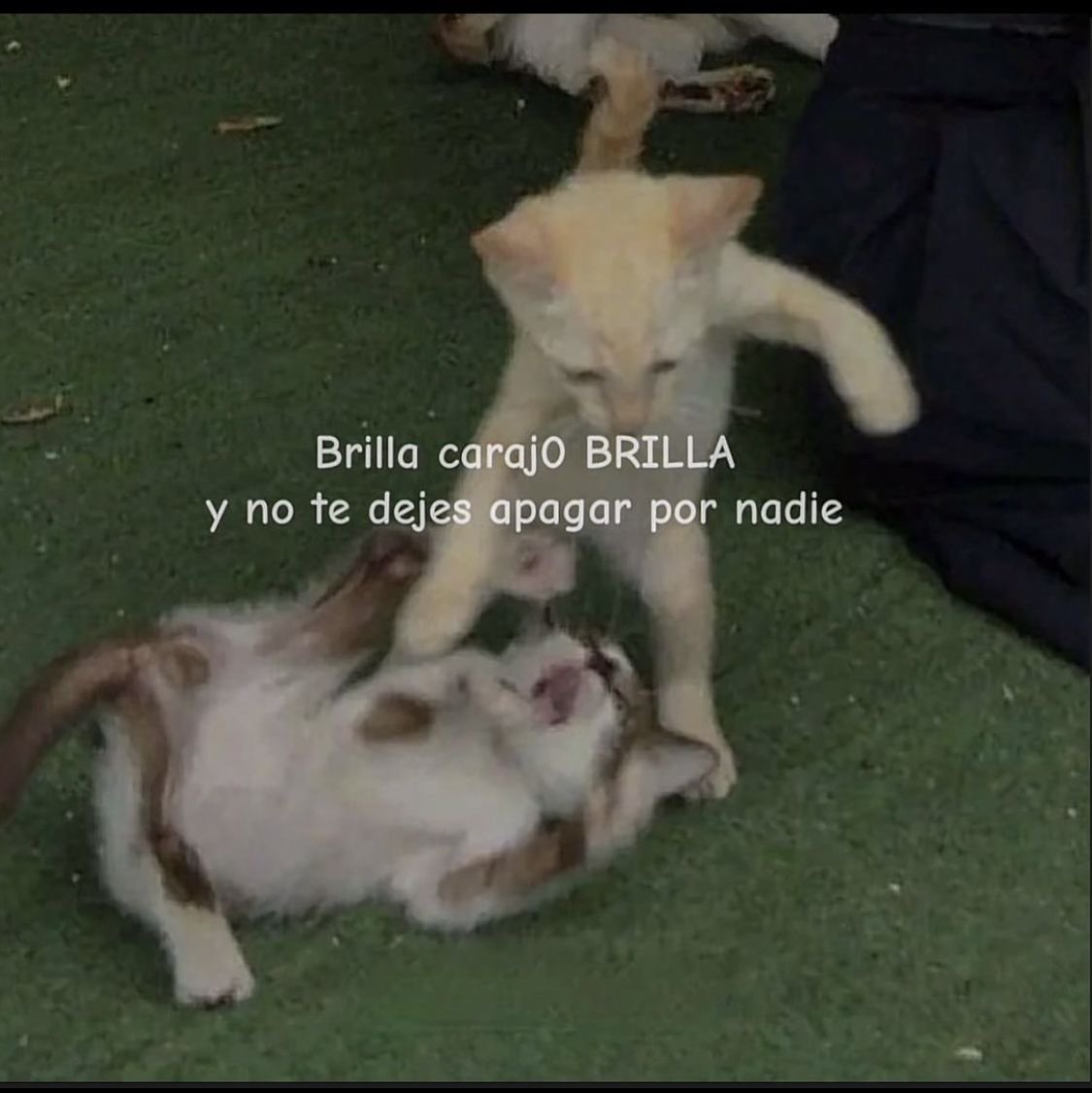 Gatitos Que Curan Tu Depresion tweet media