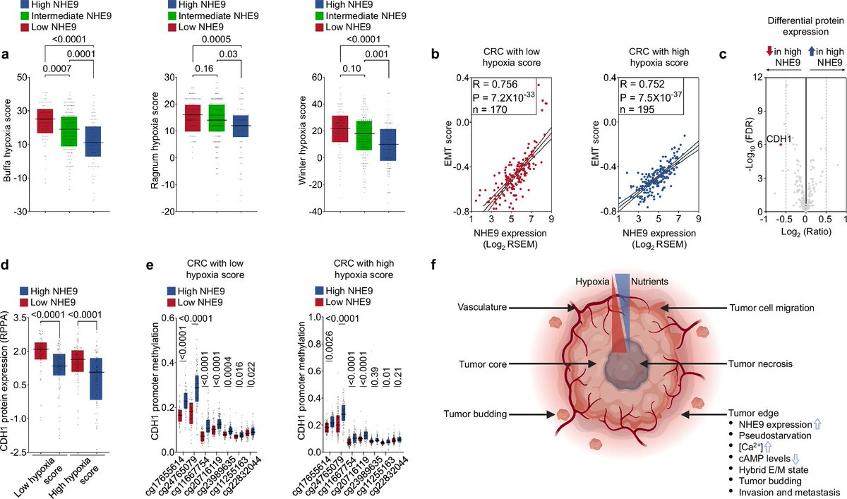 Mohit Kumar Jolly (@mkjolly15) on Twitter photo Glad to have contributed to this work led by Hari Prasad <a href="/Bio_IISc/">Biological Sci, IISc</a> <a href="/India_Alliance/">DBT/WT India Alliance</a>, with <a href="/HarshavardhanBV/">BV Harshavardhan</a> <a href="/shuba_raghu/">shuba raghu</a> <a href="/sushimndl/">Susmita Mandal (she/her)</a> on endosomal pH regulator NHE9 enabling phenotypic plasticity in colorectal cancer. nature.com/articles/s4154…
<a href="/biopatrika/">Biopatrika</a> <a href="/BE_IISc/">BE, IISc</a> <a href="/EmtPapers/">EMT Papers</a> <a href="/OzTEMTIA/">TEMTIA</a> Glad to have contributed to this work led by Hari Prasad <a href="/Bio_IISc/">Biological Sci, IISc</a> <a href="/India_Alliance/">DBT/WT India Alliance</a>, with <a href="/HarshavardhanBV/">BV Harshavardhan</a> <a href="/shuba_raghu/">shuba raghu</a> <a href="/sushimndl/">Susmita Mandal (she/her)</a> on endosomal pH regulator NHE9 enabling phenotypic plasticity in colorectal cancer. nature.com/articles/s4154…
<a href="/biopatrika/">Biopatrika</a> <a href="/BE_IISc/">BE, IISc</a> <a href="/EmtPapers/">EMT Papers</a> <a href="/OzTEMTIA/">TEMTIA</a>