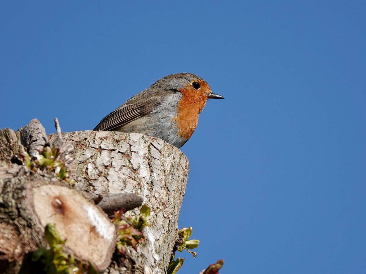 Sharon Wood (nee Loose) tweet media