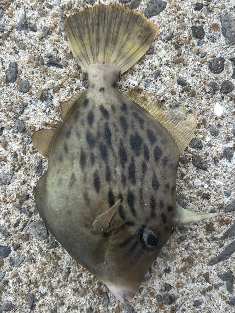 yuyu_034's tweet photo. 生きてます🐟

少し前にヒラゴ釣りました🎣
嬉しかった〜🥲

初カワハギも！
肝醤油美味しかった🥺

もらった包丁🔪で捌いたけど
使いやすかった🔪🔪🔪🔥

次はデカいの釣りたい…🎣🥺 https://t.co/QVrAsOFGMc