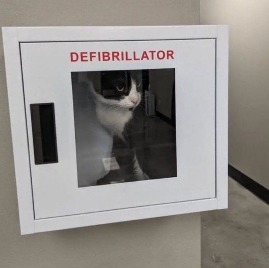 strange cat pictures tweet media