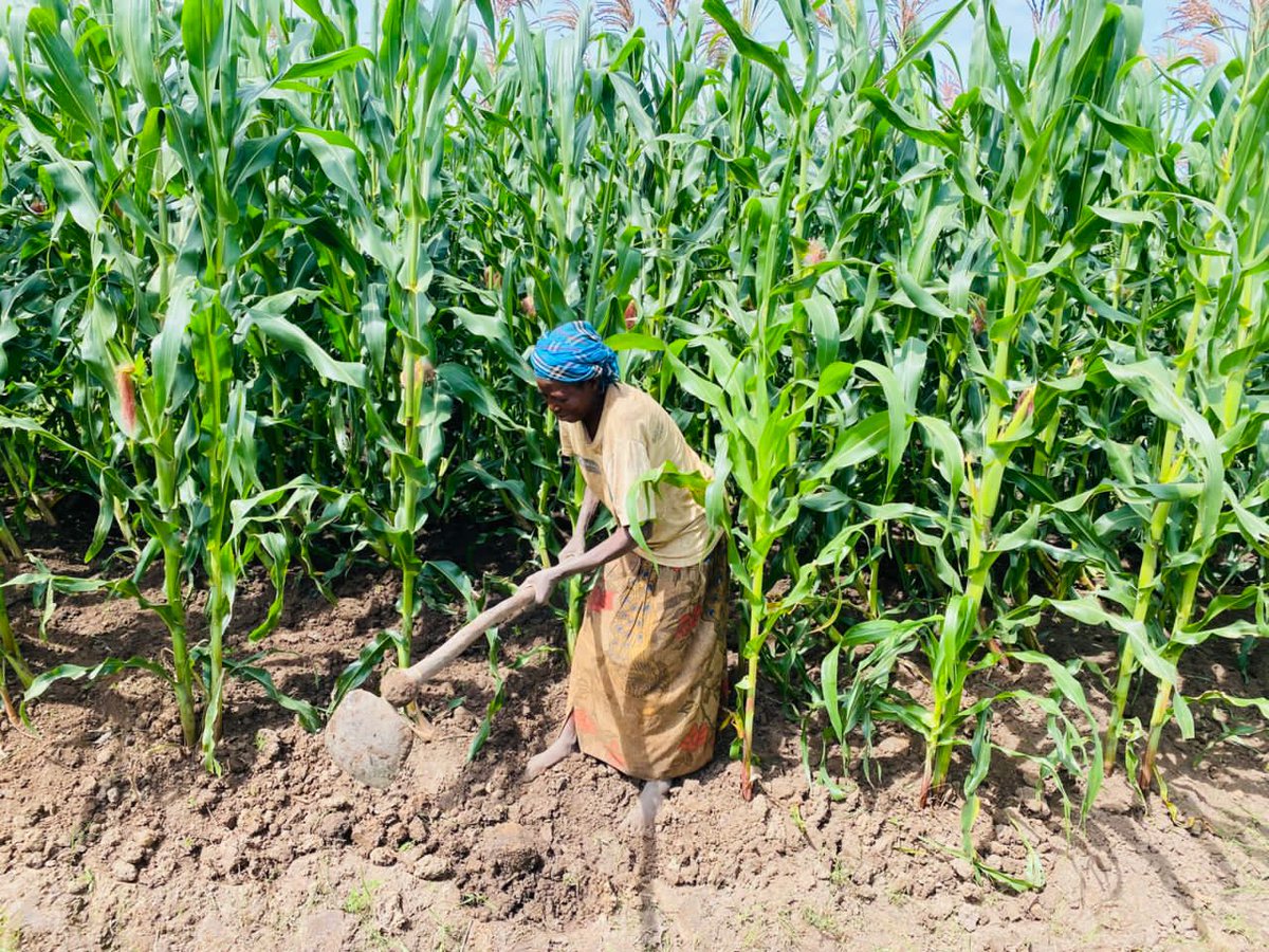OasisMulti's tweet photo. Farming is a professional @DrSenait @ryaf_agribiz @IFAD @RwandaAgri @AGRA_Africa @YEAN_Agro @USDA @USAIDHingaWeze @HingaWunguke @Hingamafaranga @PSCharlesHinga @RwandaFinance @FeedtheFuture @PAgahozo @FARAinfo https://t.co/ka1ZykGbwK